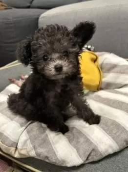 モコメイ 様のお迎えした子犬