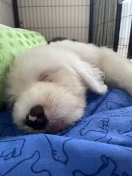 Y.M 様のお迎えした子犬