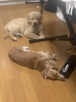 りえ 様のお迎えした子犬