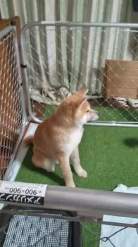 カグチャン 様のお迎えした子犬