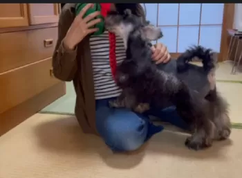 Y.N 様のお迎えした子犬