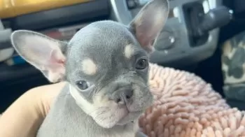 pii 様のお迎えした子犬