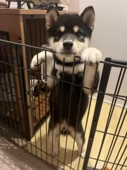 S.T 様のお迎えした子犬