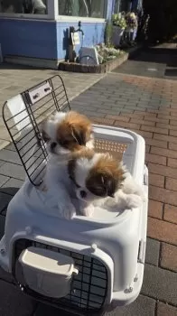 K.A 様のお迎えした子犬