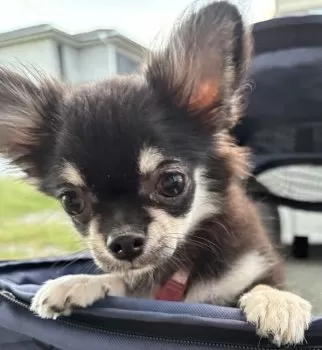 H.T 様のお迎えした子犬