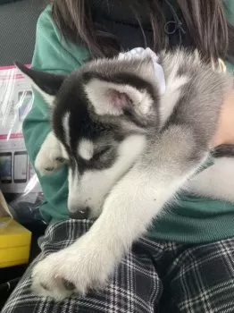 サトウ 様のお迎えした子犬