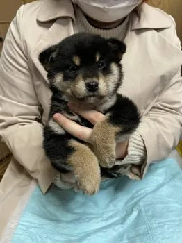 琥珀 様のお迎えした子犬