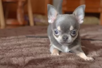 Y.S 様のお迎えした子犬