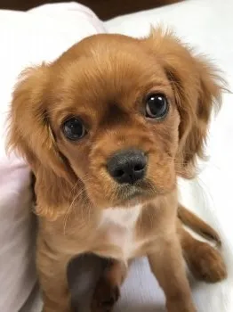 トモ 様のお迎えした子犬