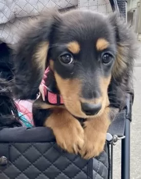 R.M 様のお迎えした子犬