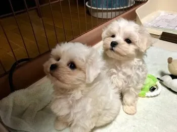 れお＆もも 様のお迎えした子犬