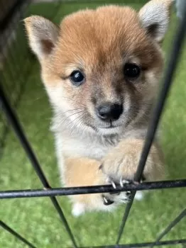 M.K 様のお迎えした子犬