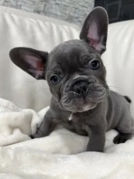 Y.N 様のお迎えした子犬