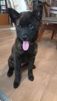 モミジ 様のお迎えした子犬