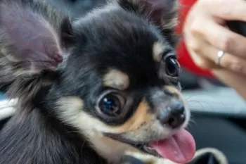 ささぴ 様のお迎えした子犬