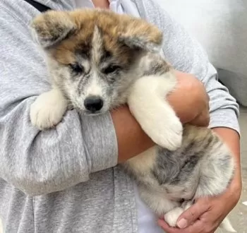 T.K 様のお迎えした子犬