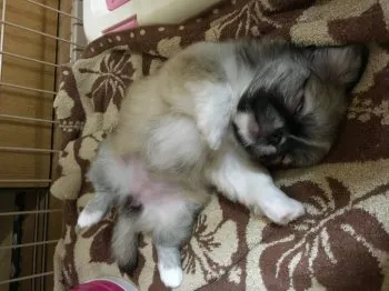 モコちゃん 様のお迎えした子犬