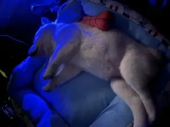 ひろや 様のお迎えした子犬