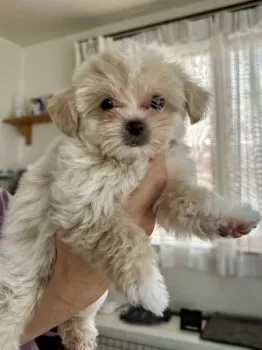 ムラサキ 様のお迎えした子犬
