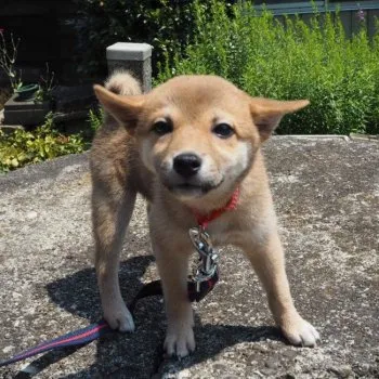 つくしまま 様のお迎えした子犬