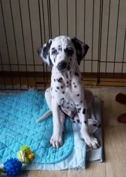 Y.T 様のお迎えした子犬