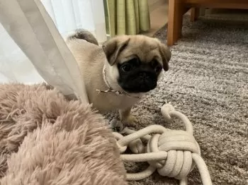 yukiko 様のお迎えした子犬