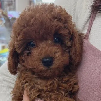 J.S 様のお迎えした子犬