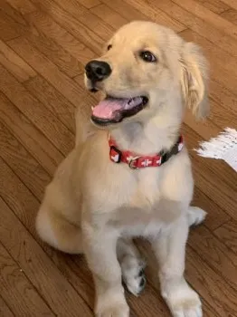 rumirumi 様のお迎えした子犬