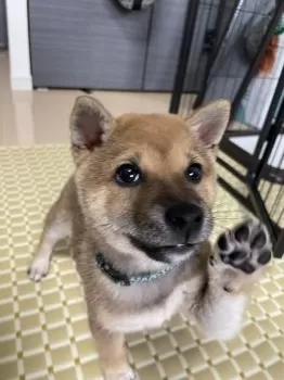 M.M 様のお迎えした子犬