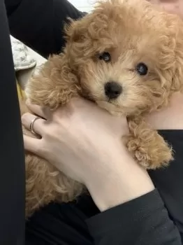 N.M 様のお迎えした子犬