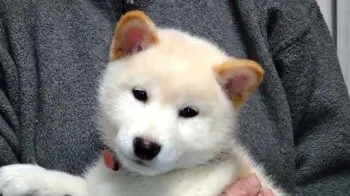 むうちゃん 様のお迎えした子犬