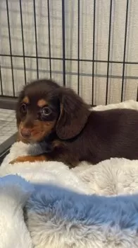 M.W 様のお迎えした子犬