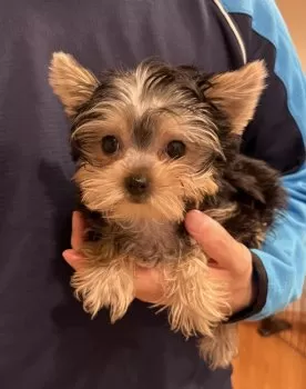T.S 様のお迎えした子犬