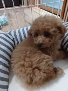 あゆみんこ♪ 様のお迎えした子犬