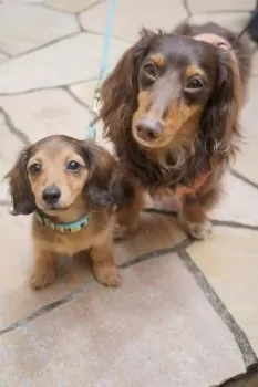かんすけ 様のお迎えした子犬