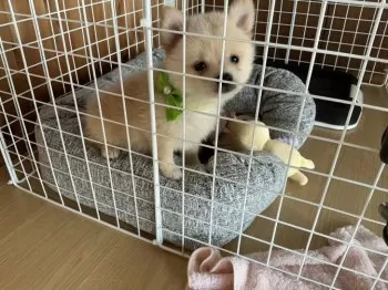 nerusaku 様のお迎えした子犬