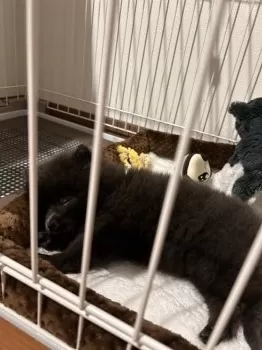 トラの家族 様のお迎えした子犬