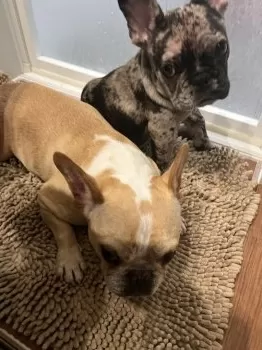 Y.Y 様のお迎えした子犬