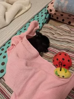 しんまい 様のお迎えした子犬