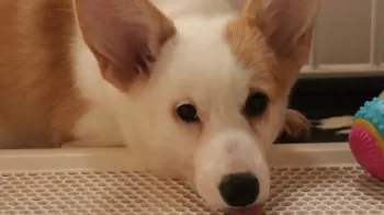 ゆき 様のお迎えした子犬