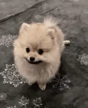 M.N 様のお迎えした子犬