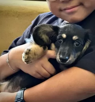 M.I 様のお迎えした子犬