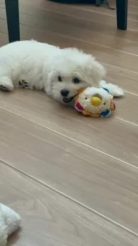 K.Y 様のお迎えした子犬