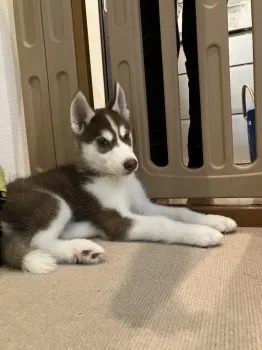 K.S 様のお迎えした子犬