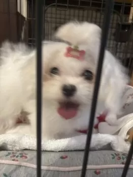 ゆき 様のお迎えした子犬
