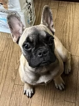 Y.H 様のお迎えした子犬
