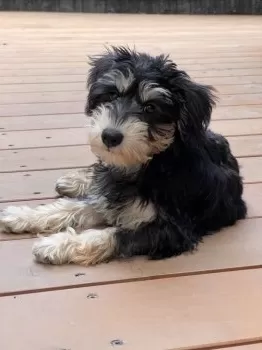 M.S 様のお迎えした子犬