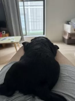K.A 様のお迎えした子犬