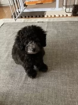 りく 様のお迎えした子犬