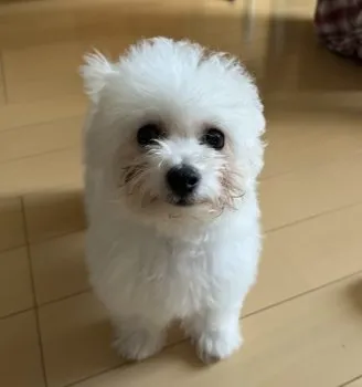 みるく 様のお迎えした子犬